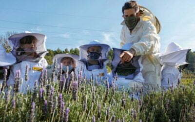 Roques Blanques acull el primer apiari didàctic en un cementiri per fomentar la protecció de les abelles